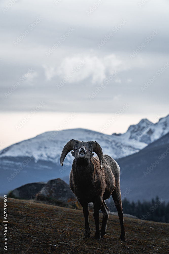 Naklejka premium Ram Wildlife, Jasper National Park, Jasper, Alberta, Canada