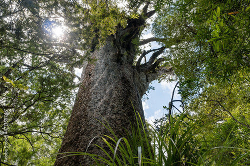 Gigantic kauri tree growing in Waipoua forest, Northland, New Zealand photo