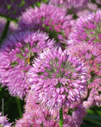Honey Bee Drinking Nectar from Purple Flowers Highlighted by Sun and Shadow