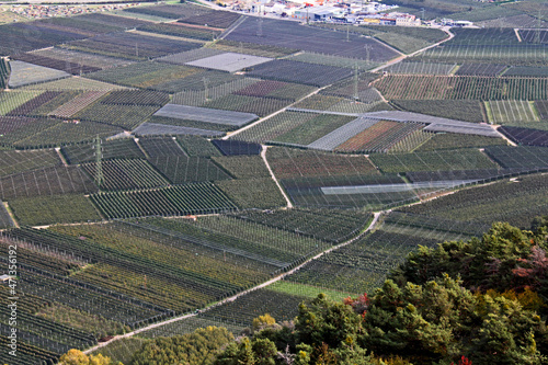 la rigorosa geometria delle coltivazioni nella piana dell'Adige nei pressi di Merano