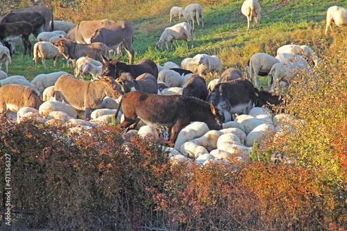 pecore e asini; inizia la transumanza photo