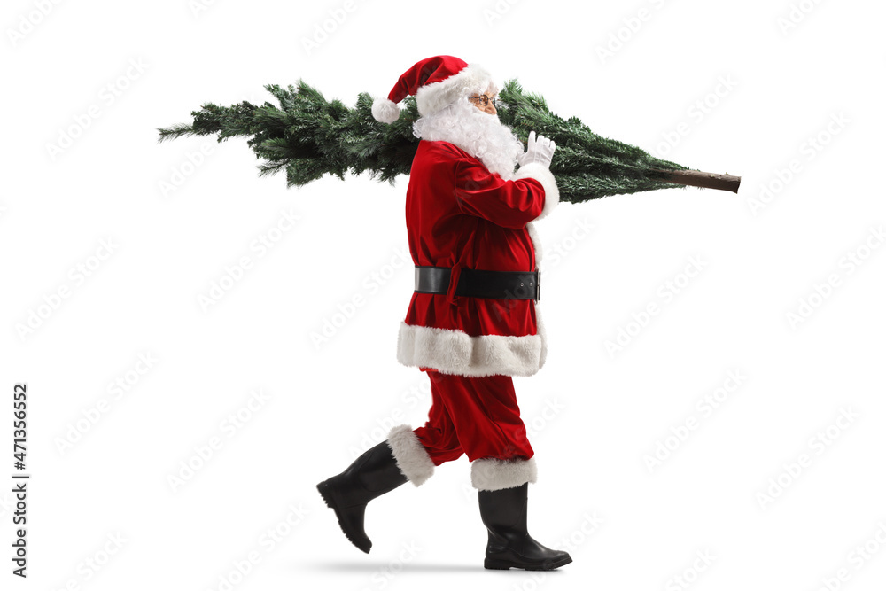 Full length profile shot of Santa Claus walking with a christmas tree on his back Full length profile shot of Santa Claus walking with a christmas tree on his back