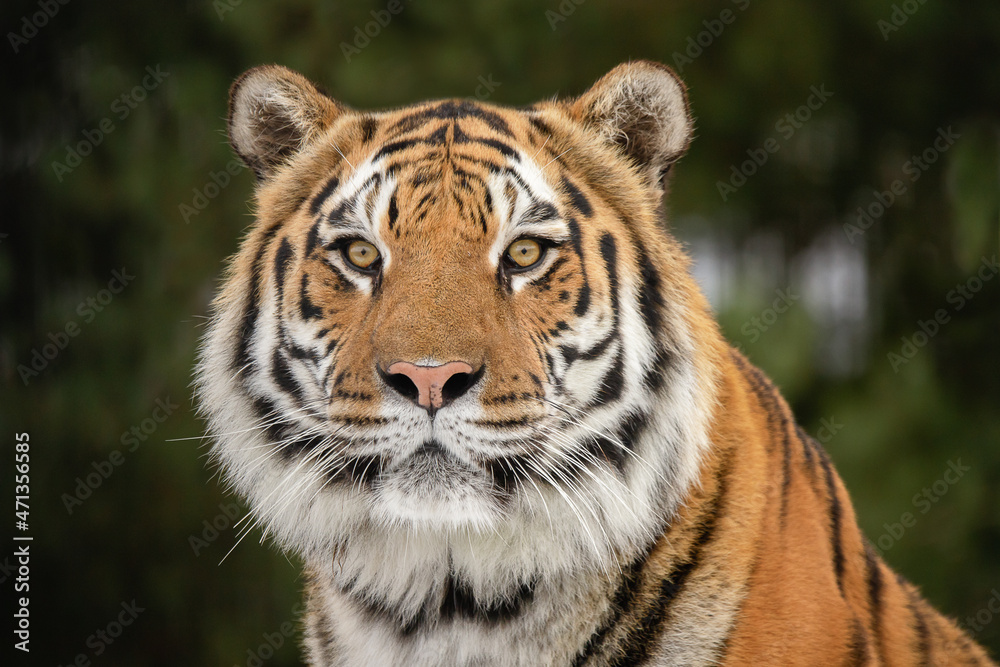 The Amur tiger looks at the camera.