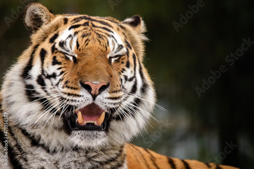 Funny tiger face. Tiger laughs  smiles