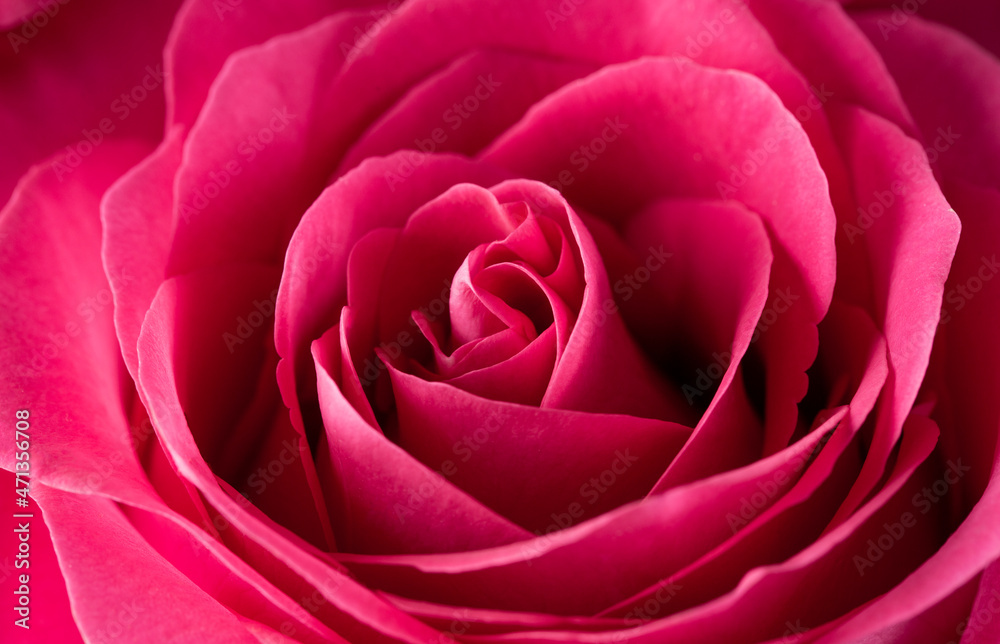 Obraz premium Pink rose macro