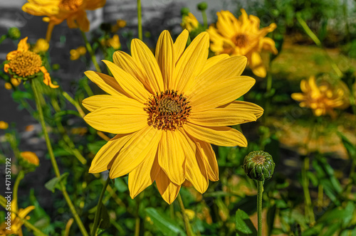 Closeup of yellow Mexican sunflower blooming in garden
