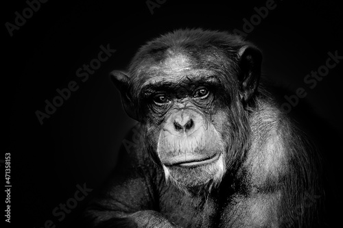 old grey monkey on black background