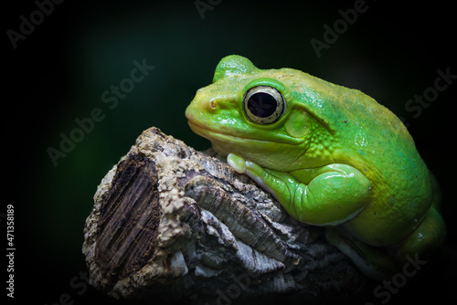 green frog macro