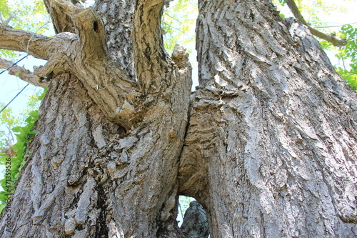 隣り合って枝が絡んでいる「イチョウ」の木 photo
