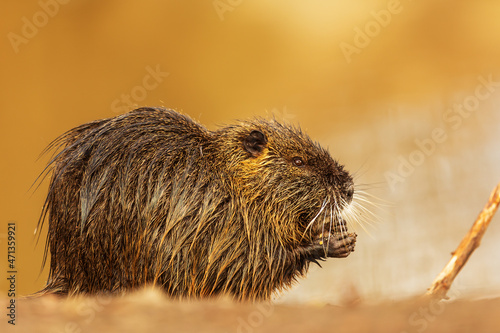 young muskrat (Ondatra zibethicus) found food, and on the shore he ate it photo