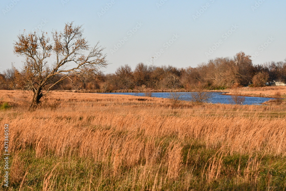 Lake in a Field