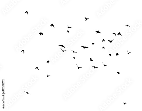 a flock of birds flying off. black and white vector illustration