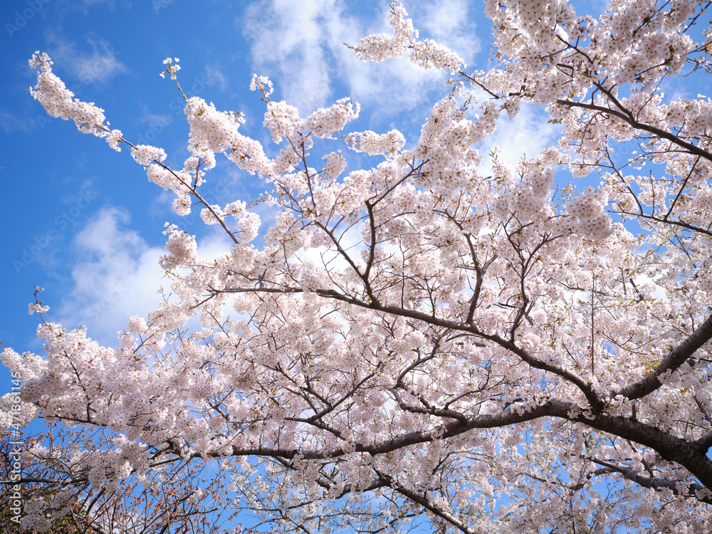 桜と青空 桜と青空
