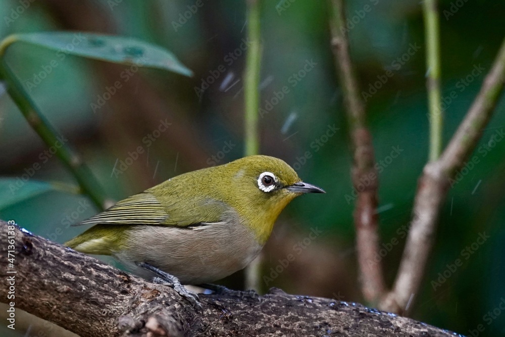 white eye in the forest white eye in the forest