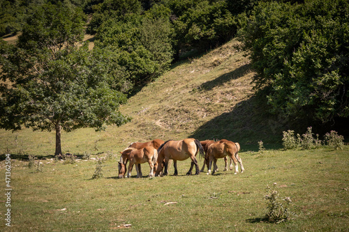 five brown horses eating green grass in Catalonia  Spain  Europe