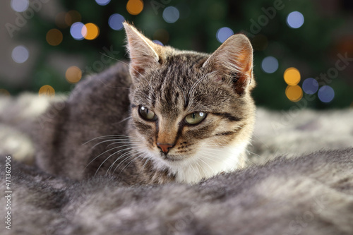 Beautiful little gray cat lies and rests on the background of the Christmas tree. Christmas concept. Cute cat on a background of colorful bokeh. Pets. Animal care. Holidays  © Mariia