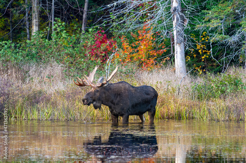 A bull moose with big antlers searching for lily pads in a pond in Autumn. Shot in Algonquin Park, Ontario, Canada. photo