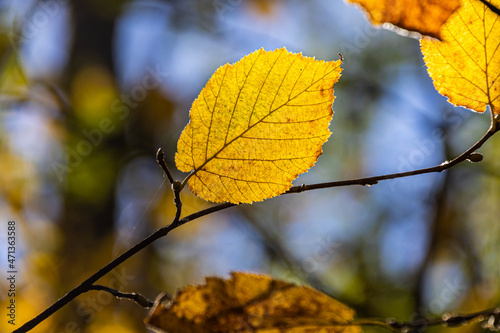 Detail of autumn leaves in their fall colors with a heavily bokeh background and sunlight and shadows.