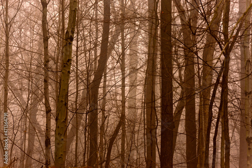 Dark, mysterious, and foggy forest in late fall. Fantasy forest.