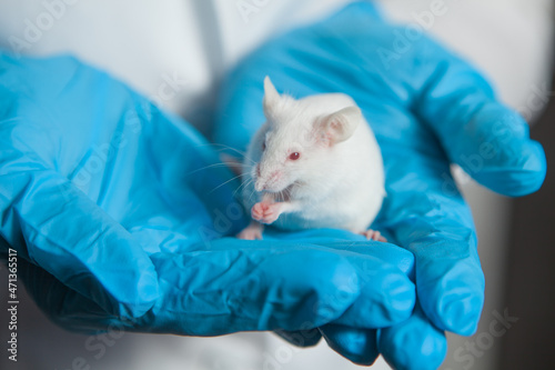 Fototapeta Naklejka Na Ścianę i Meble -  A small white mouse with red eyes in the hand of a scientist in a blue rubber glove.