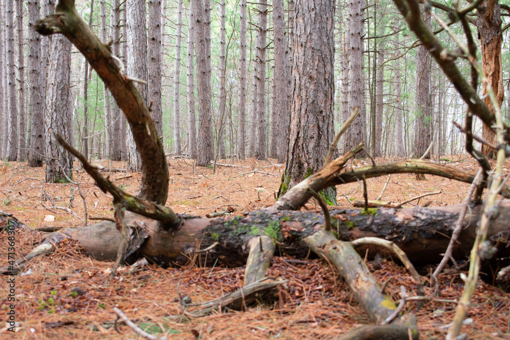 tree trunk tree trunk
