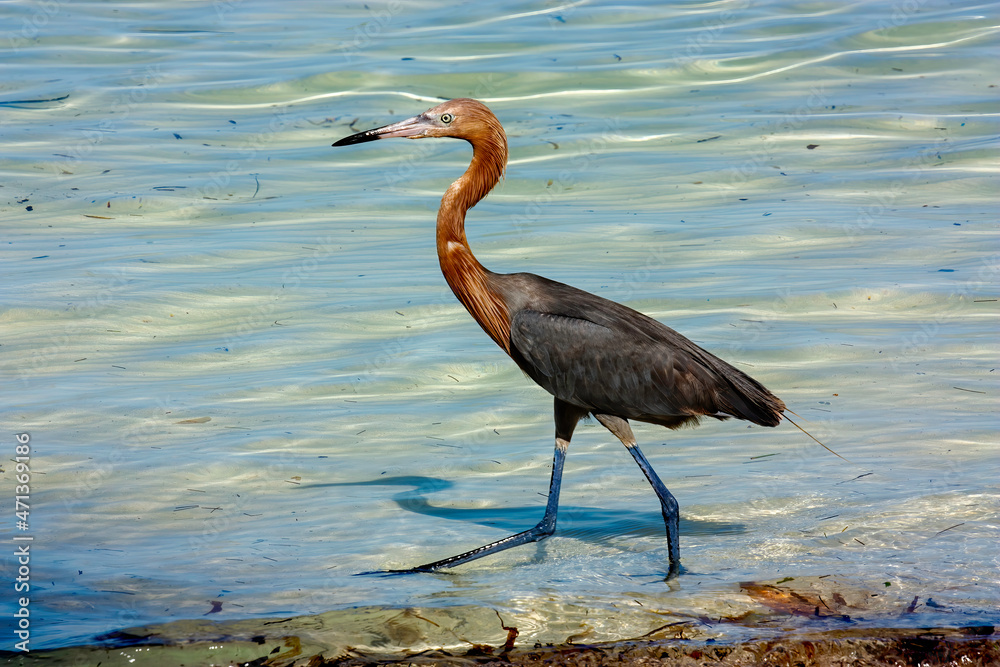 Obraz premium A Reddish Egret on the shoreline looking for fish.