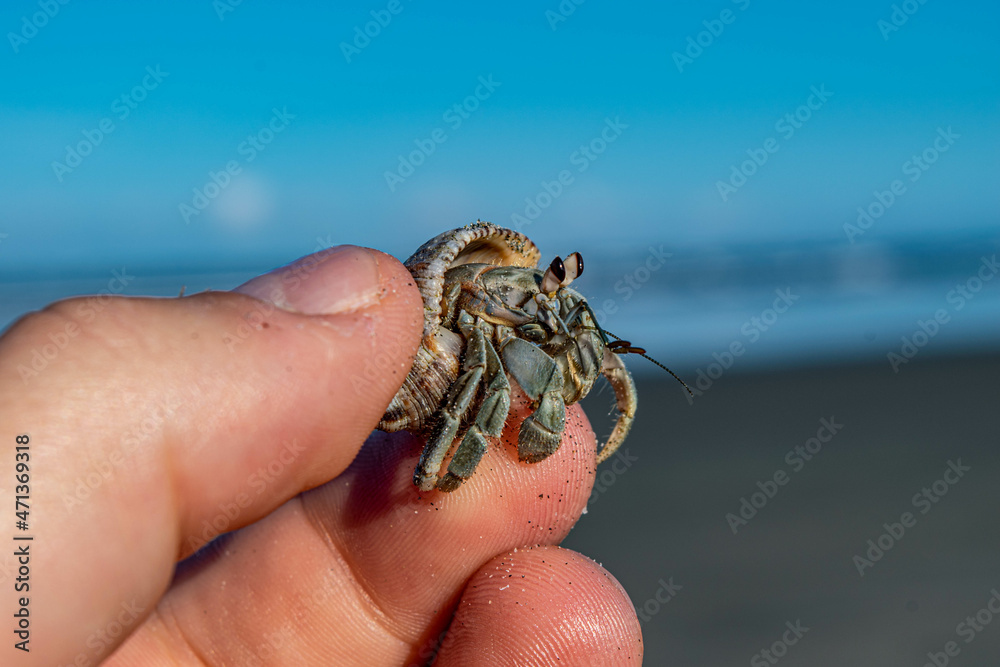 Beach, Manabi, Ecuador, hermit crab