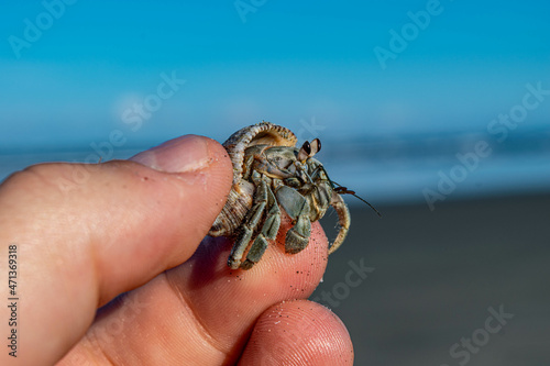 Beach, Manabi, Ecuador, hermit crab photo