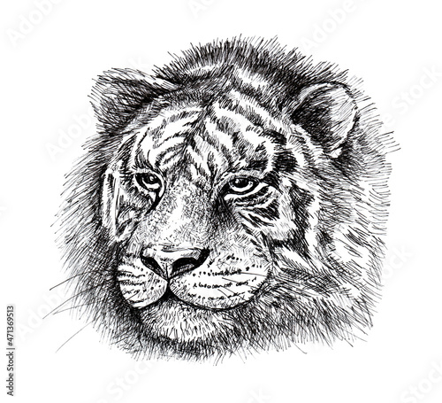 Tiger head drawing