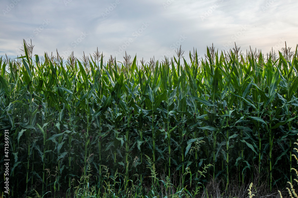 Obraz premium corn field