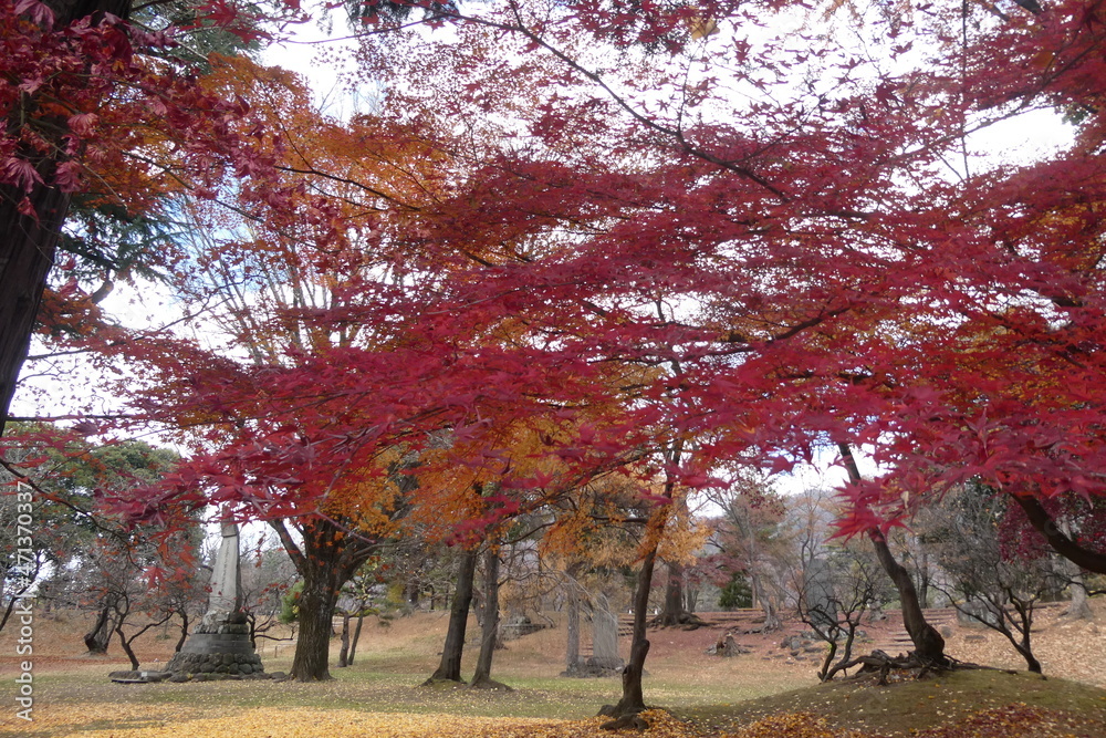 Naklejka premium Japanese Autumn Leaves