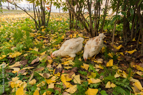 秋の公園で元気で散歩している鶏の姿