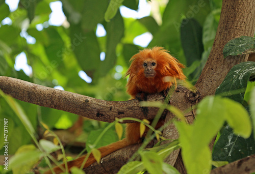 Golden lion tamarin portrait photo