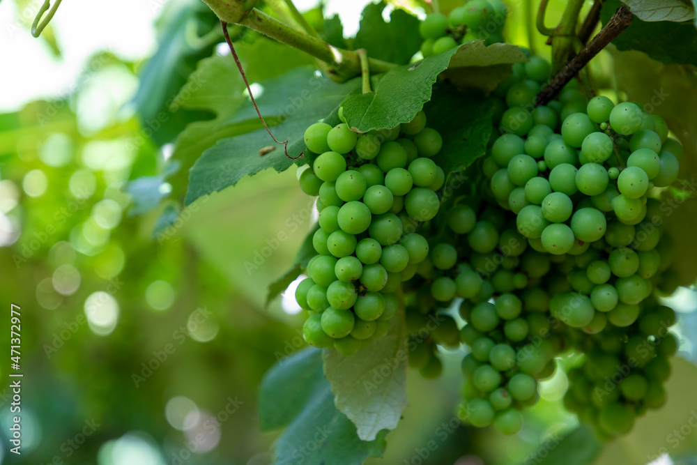 bunches of green grapes on the vine
