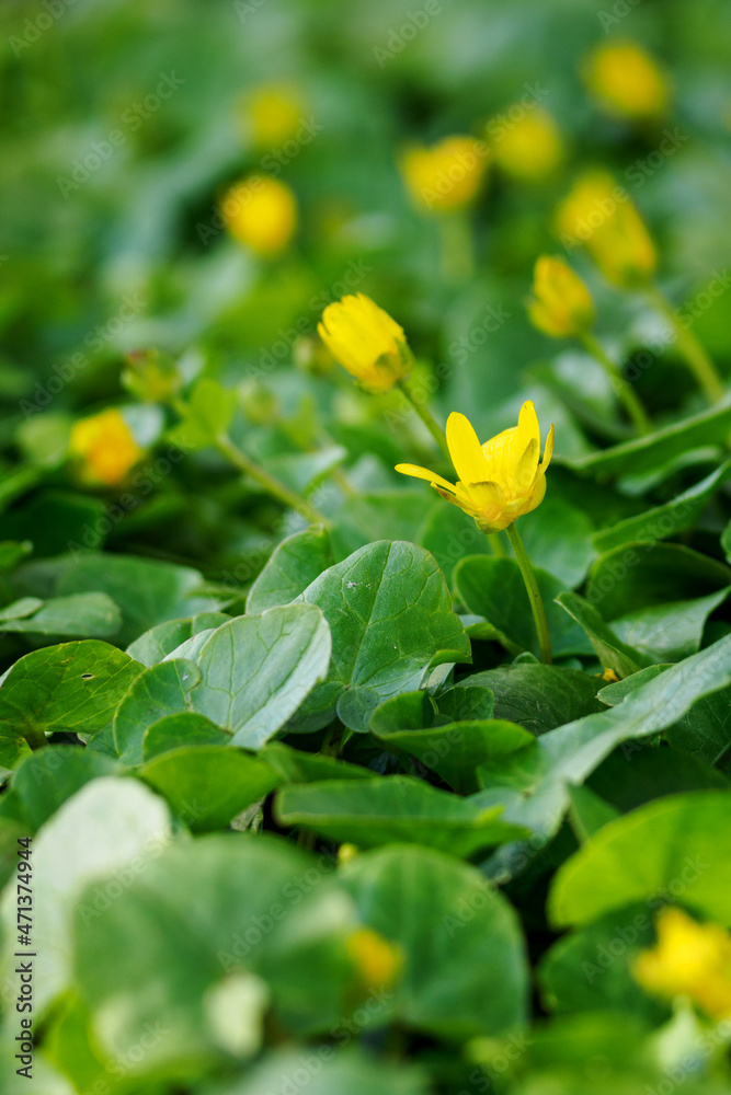 Yellow umbilical cord flower with green leaves. Yellow umbilical cord flower with green leaves.