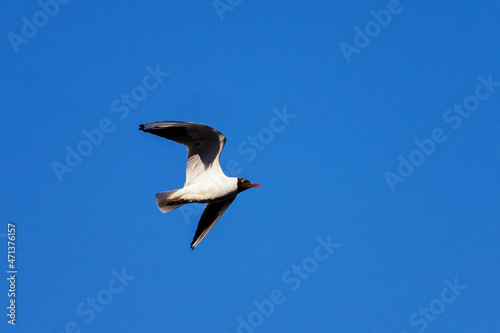 Flying seagull in the blue sky.
