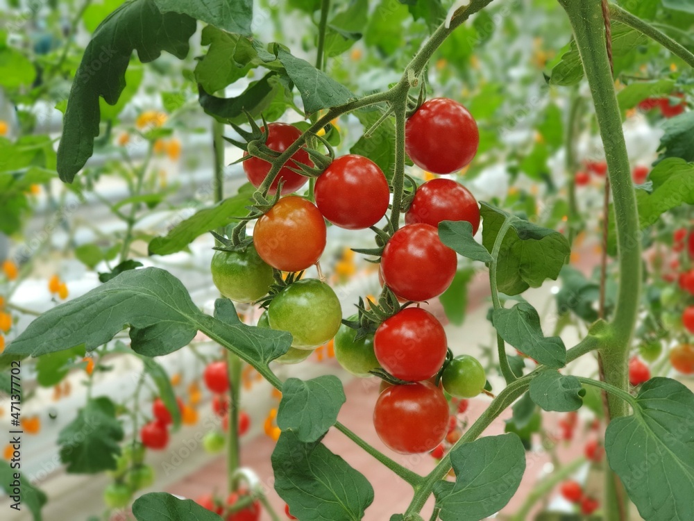 Colorful Tomatoes (vegetables and fruits) are growing in indoor farm/vertical farm. Colorful Tomatoes (vegetables and fruits) are growing in indoor farm/vertical farm.