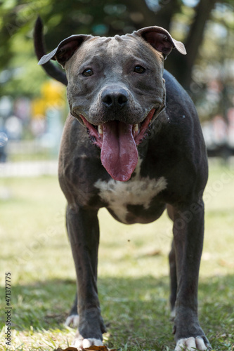 Pit bull dog playing in the park on a sunny day. Selective focus © Diego