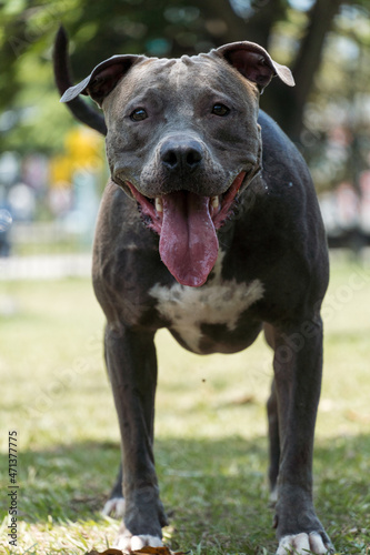 Pit bull dog playing in the park on a sunny day. Selective focus