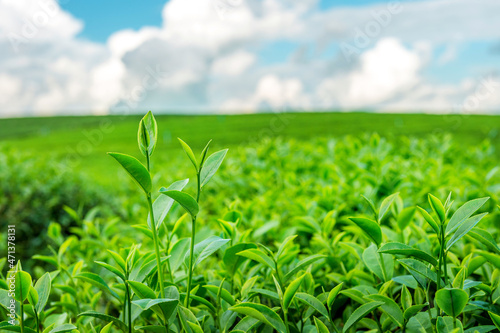 Green tea bud and leaves. Green tea plantations in morning.
