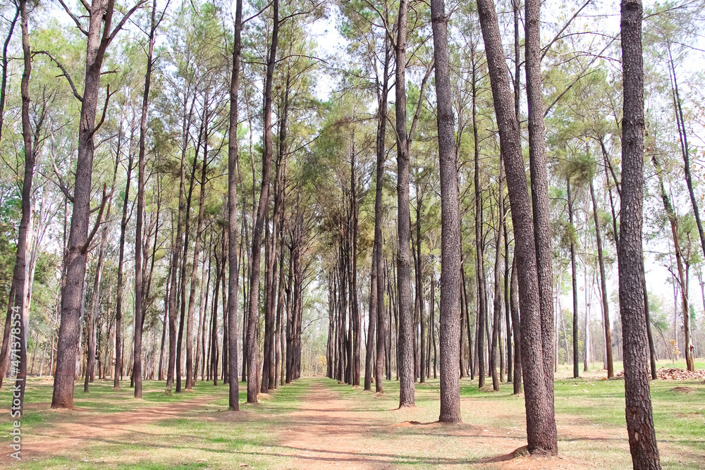 Pine trees in forest natural outdoor background Pine trees in forest natural outdoor background