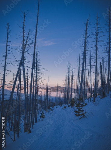 View of a snowy and cloudy mountain peak on a background of pink sunrise, in the foreground a dead forest