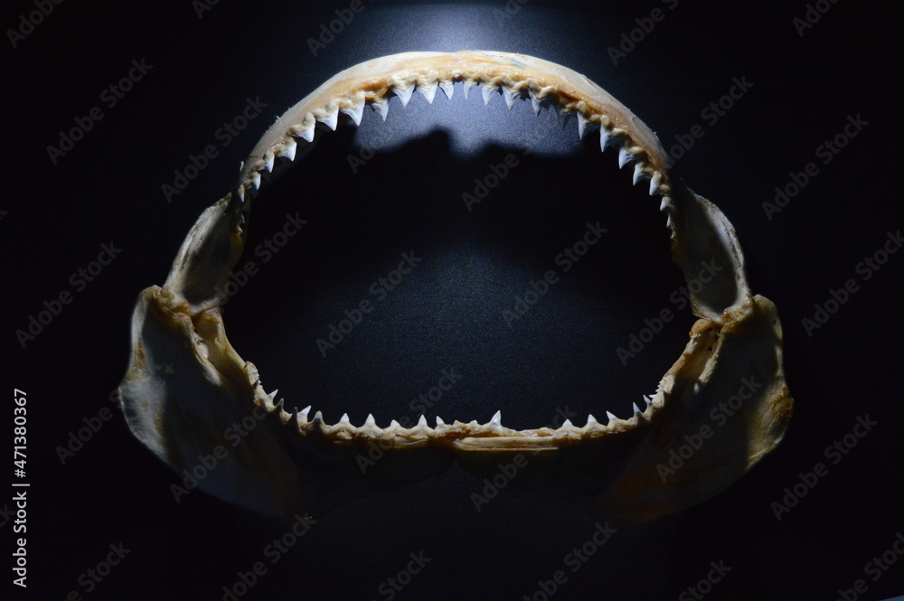 Obraz premium Shark theet at acuarium