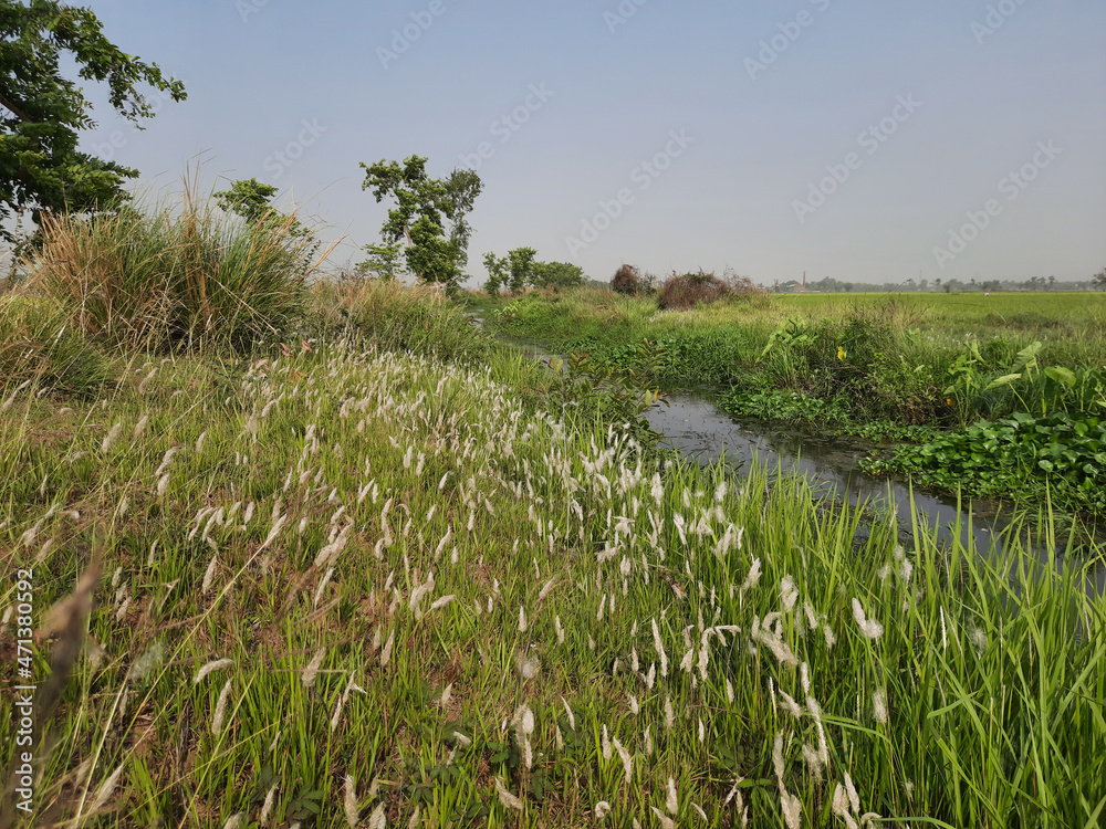 field of grass, white grass flower field with small river, beautiful grass flower field. rural landscapes,  