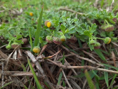 Wallpaper Mural Grangea maderaspatana plants with flowers, Madras Carpet plant, yellow color Grangea maderaspatana flower. sunflower family plant. Torontodigital.ca