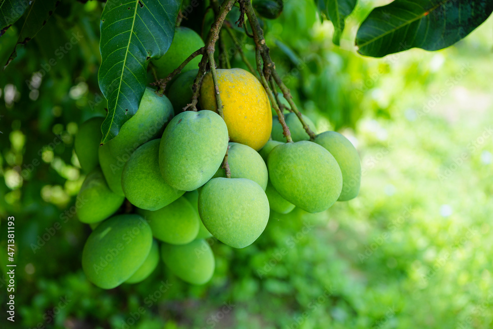 Fresh green and yellow mangoes on a mango tree. Mangifera indica L. Var.