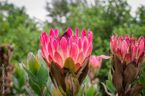 Broad-leaved Sugarbush Protea Eximia flowering plant photo