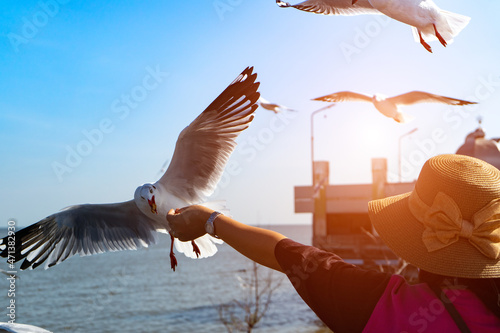 Tourist is feeding food to seagull ,place is migration seasoning that too many birds are escape from cold country to warmer country at Bang- Pu Recreation​ Center,Samut Prakan,Thailand. photo