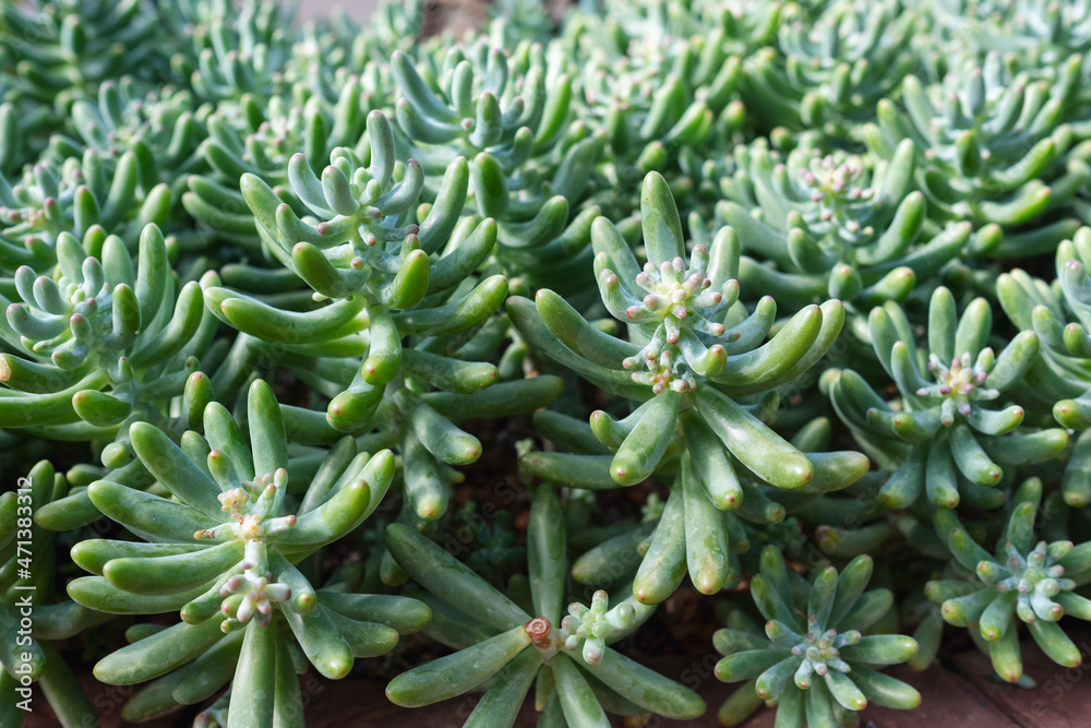 Closeup image of Jelly beans sedum cactus or Sedum pachyphyllum in botanic garden Closeup image of Jelly beans sedum cactus or Sedum pachyphyllum in botanic garden