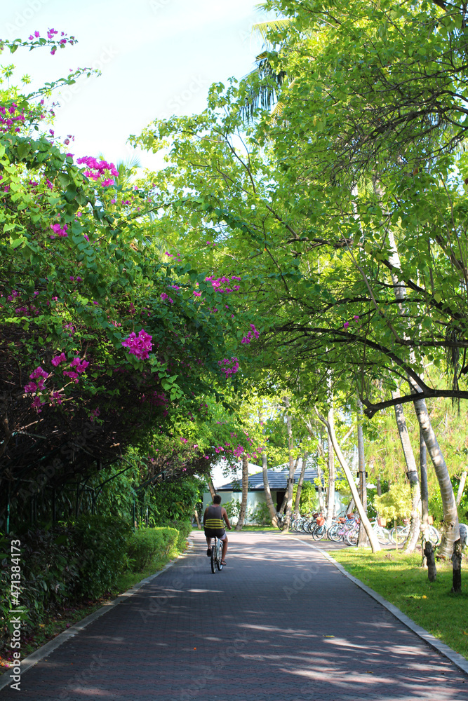 A young tanned man in a T-shirt rides along a cobblestone road on a bicycle in the shade of bushes with pink flowers in the Maldives.